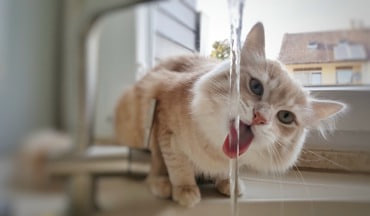 Katze trinkt vom Wasserhahn