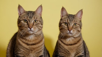 Cat or Tom