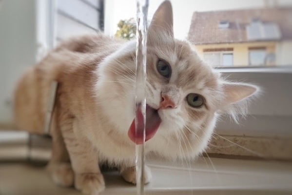 Katze Trinkt Viel Wasser Und Nimmt Ab
