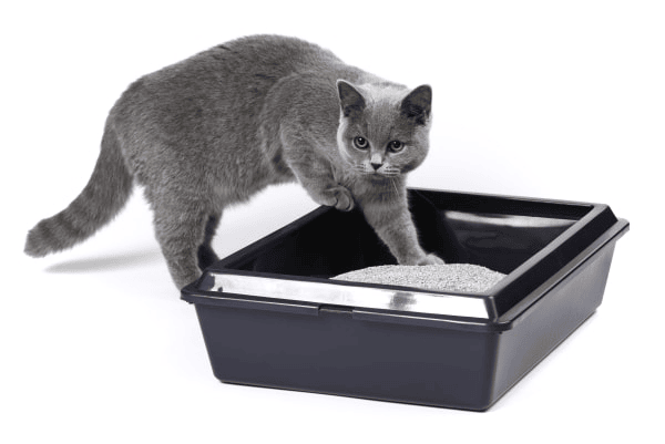 Chat constipé - Comment traiter la constipation de votre chat ?
