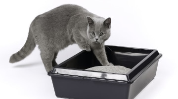 Verstopfung Katze