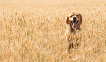 Hund in einem Feld voller Grannen