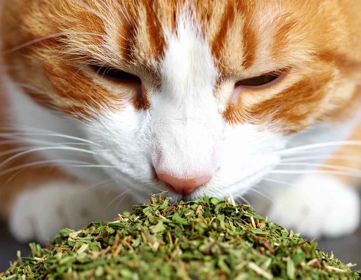 Katze