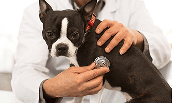 Bauchspeicheldrüsenentzündung bei Hunden und Katzen