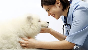 Stressfreier Tierarztbesuch - Tipps für Hundebesitzer