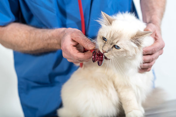 Mit der Katze zum Tierarzt