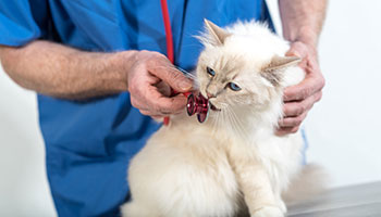 Mit Katze beim Tierarzt