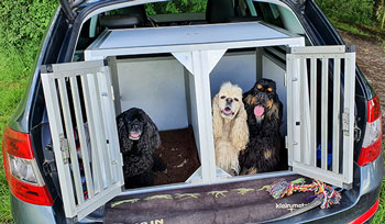 chiens dans une boxe de transport
