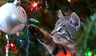 Katze mit Christbaumkugel