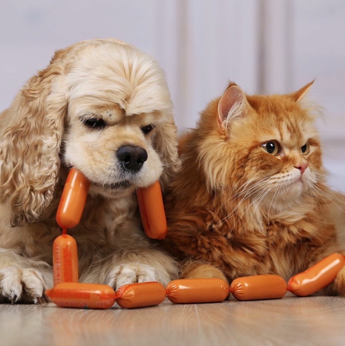 Tierische Abfälle im Hunde- und Katzenfutter