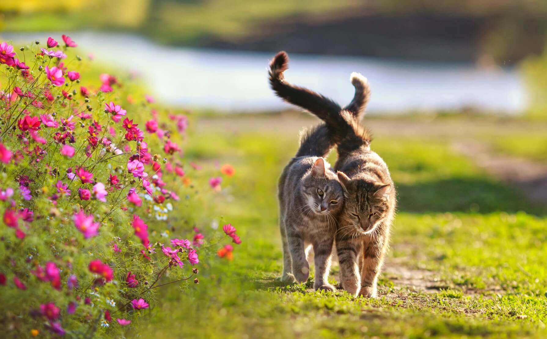 Zwei braungetigerte Katzen, die eng aneinander geschmiegt und mit überkreuztem Schwanz einem pinken Blumenfeld entlang laufen