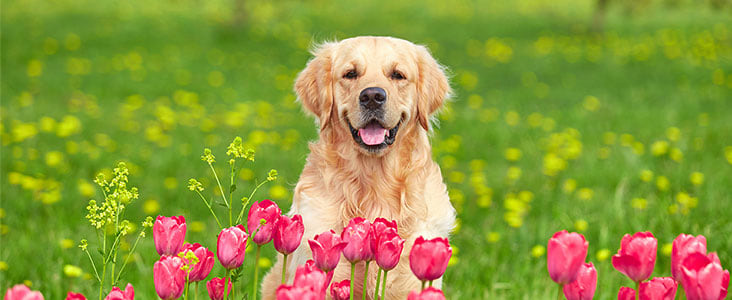 Golden Retriever Hund auf grüner Wiese mit pinken Tulpen im Vordergrund