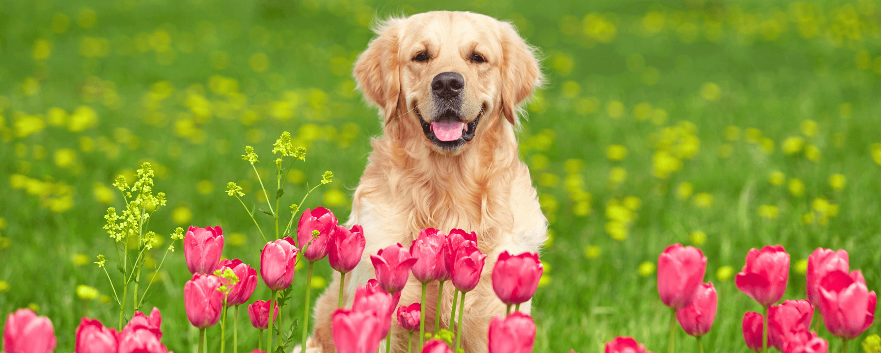 Golden Retriever Hund auf grüner Wiese mit pinken Tulpen im Vordergrund