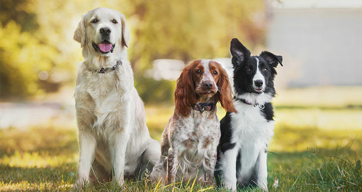Drei sitzende Hunde verschiedener Rassen auf einer Wiese