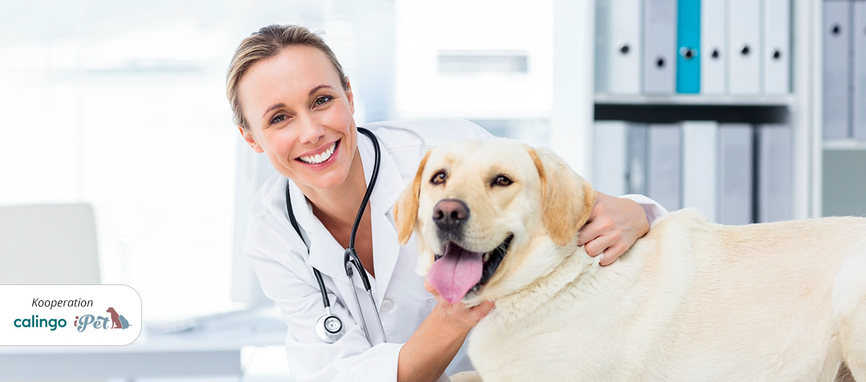 iPet, Tierärztin mit Hund