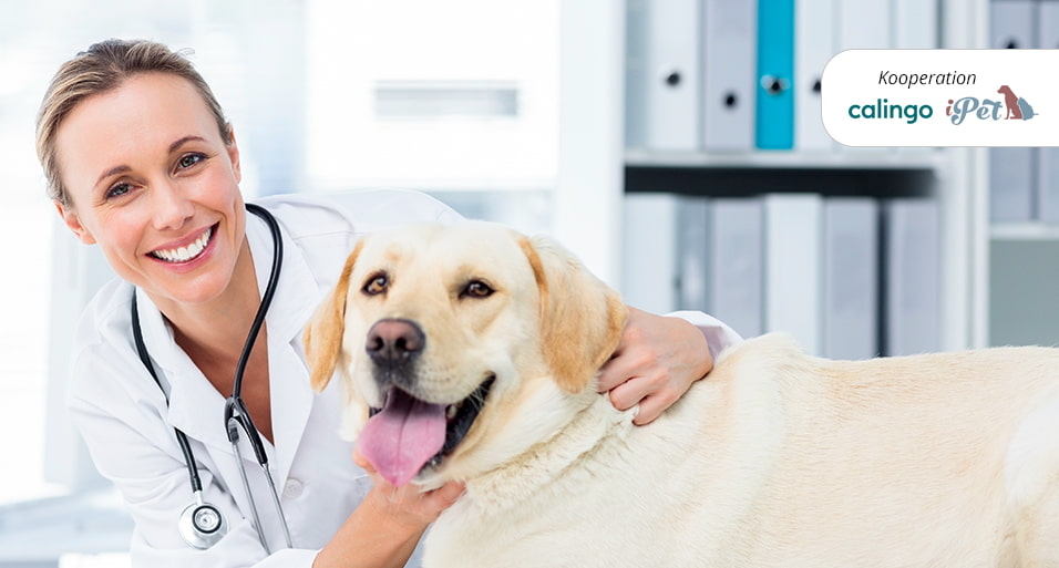 iPet, Tierärztin mit Hund