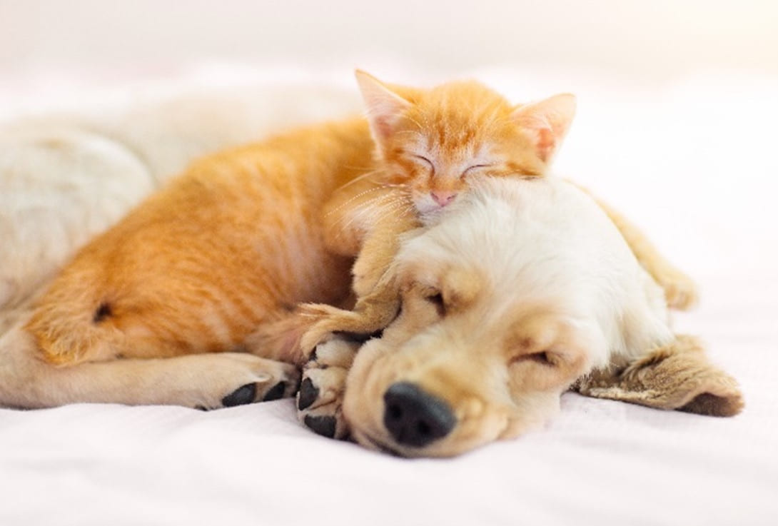 iPet, Tierversicherung, Hunde und Katzen