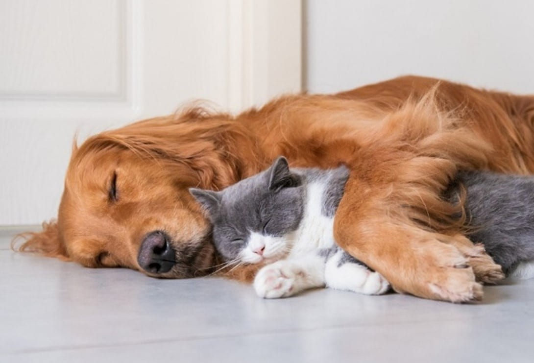 iPet, Tierversicherung, Hunde und Katzen