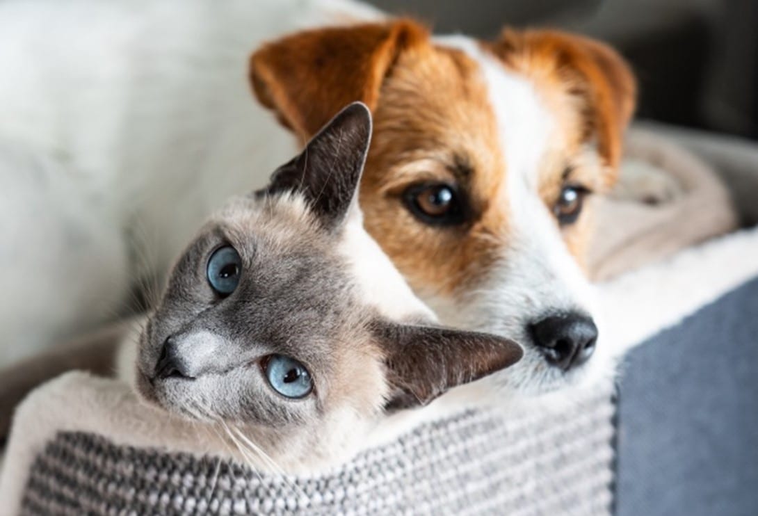 iPet, Tierversicherung, Hunde und Katzen