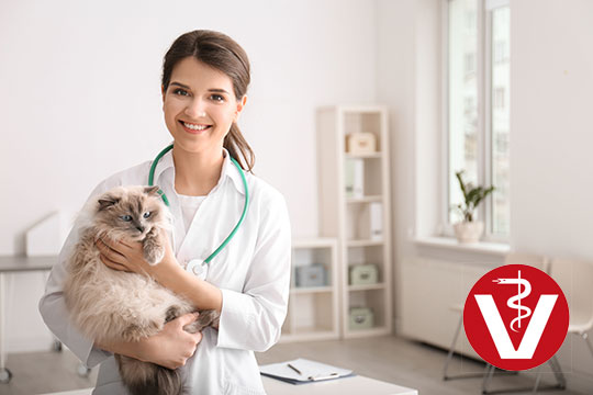 Vétérinaire et chat