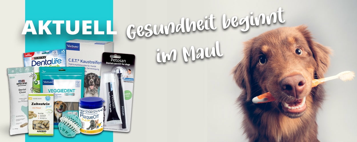 Zahnpflege beim Hund