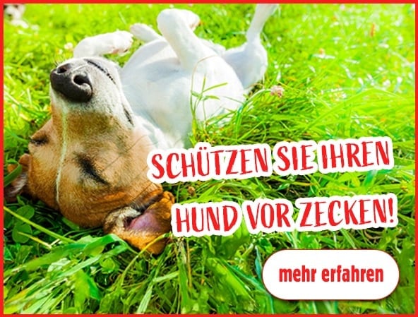 Zeckenschutz: Leckerli, Nahrungsergänzungsmittel und Parasitenschutzmittel