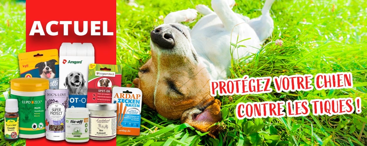 Protection contre les tiques du chien : friandises, compléments alimentaires et antiparasitaires