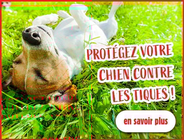 Protection contre les tiques : friandises, compléments alimentaires et produits antiparasitaires